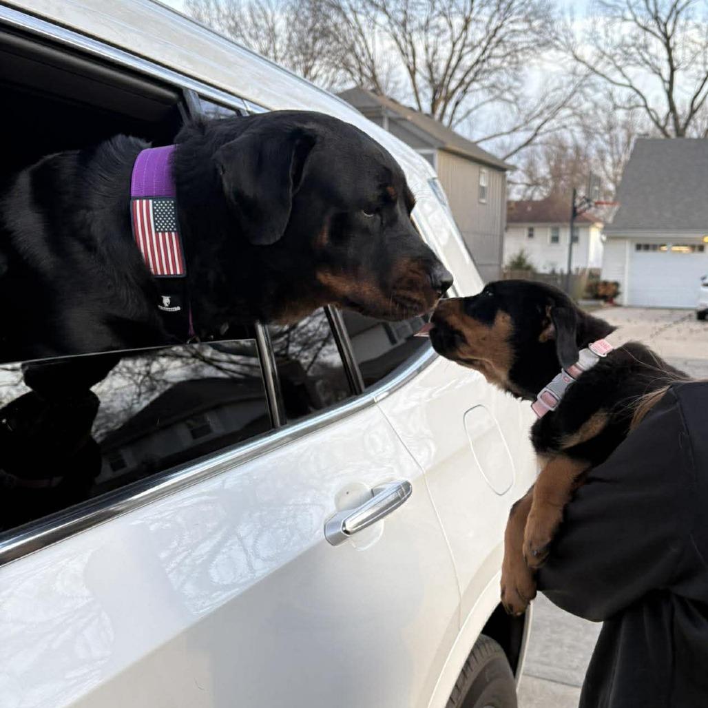 Enlarge Cardi, a Adoptable Rottweiler in Overland Park, KS image 1/5