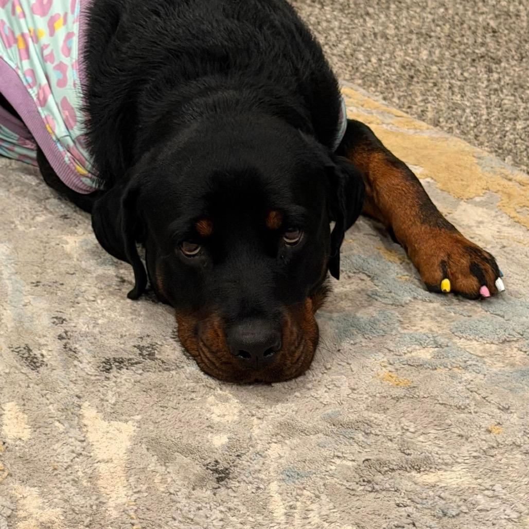 Enlarge Cardi, a Adoptable Rottweiler in Overland Park, KS image 2/5