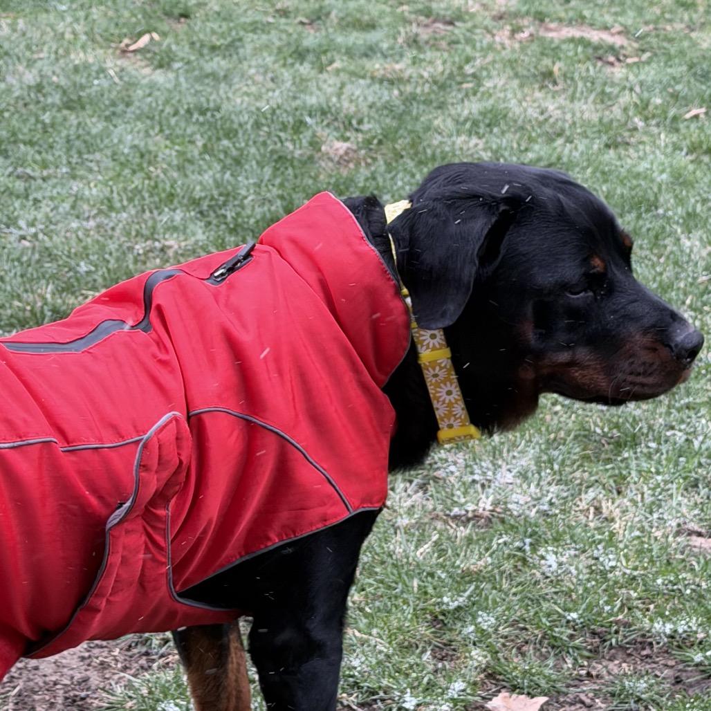 Enlarge Cardi, a Adoptable Rottweiler in Overland Park, KS image 4/5