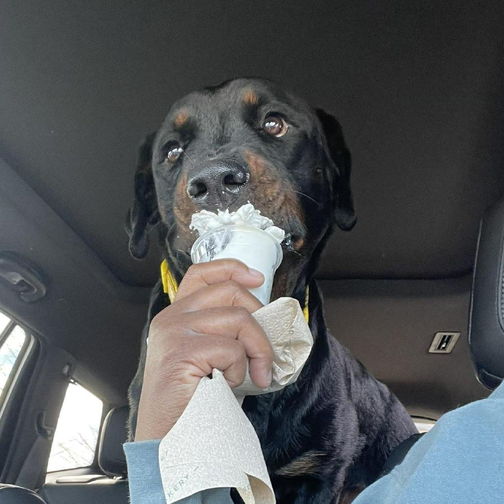 Enlarge Cardi, a Adoptable Rottweiler in Overland Park, KS image 5/5