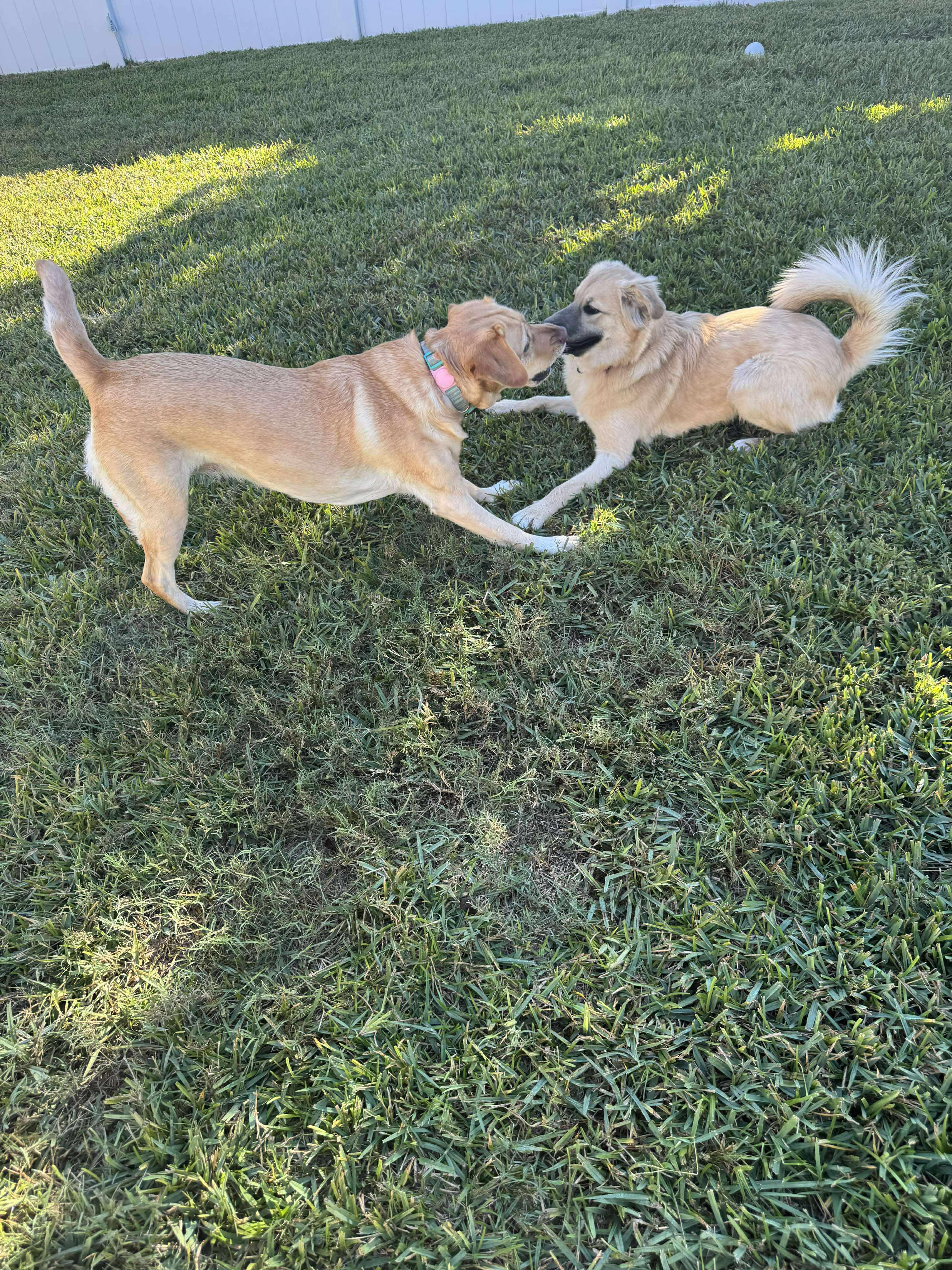 Olive, an adoptable mixed breed in Orlando, FL image 6/6