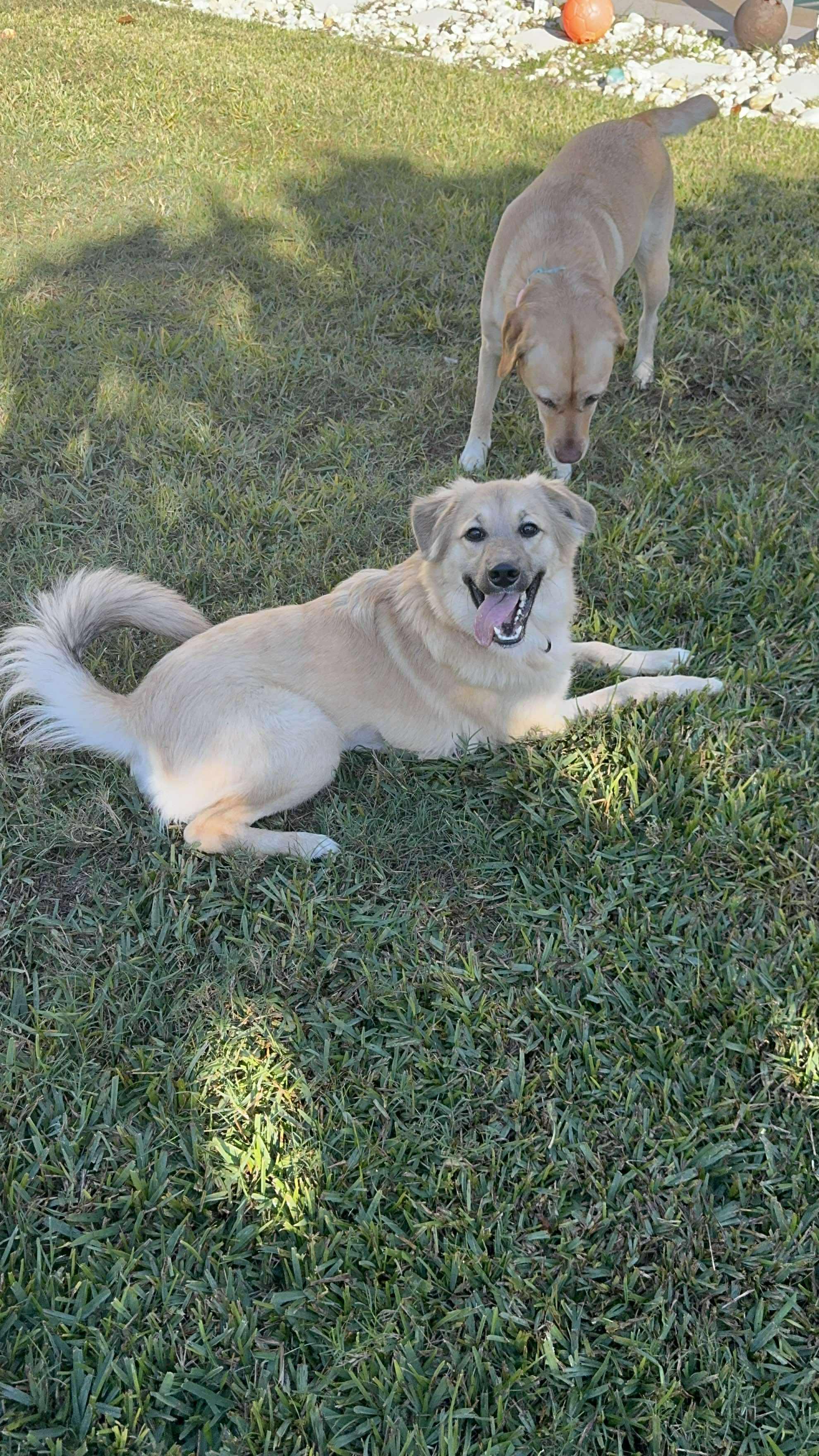 Olive, an adoptable mixed breed in Orlando, FL image 1/6