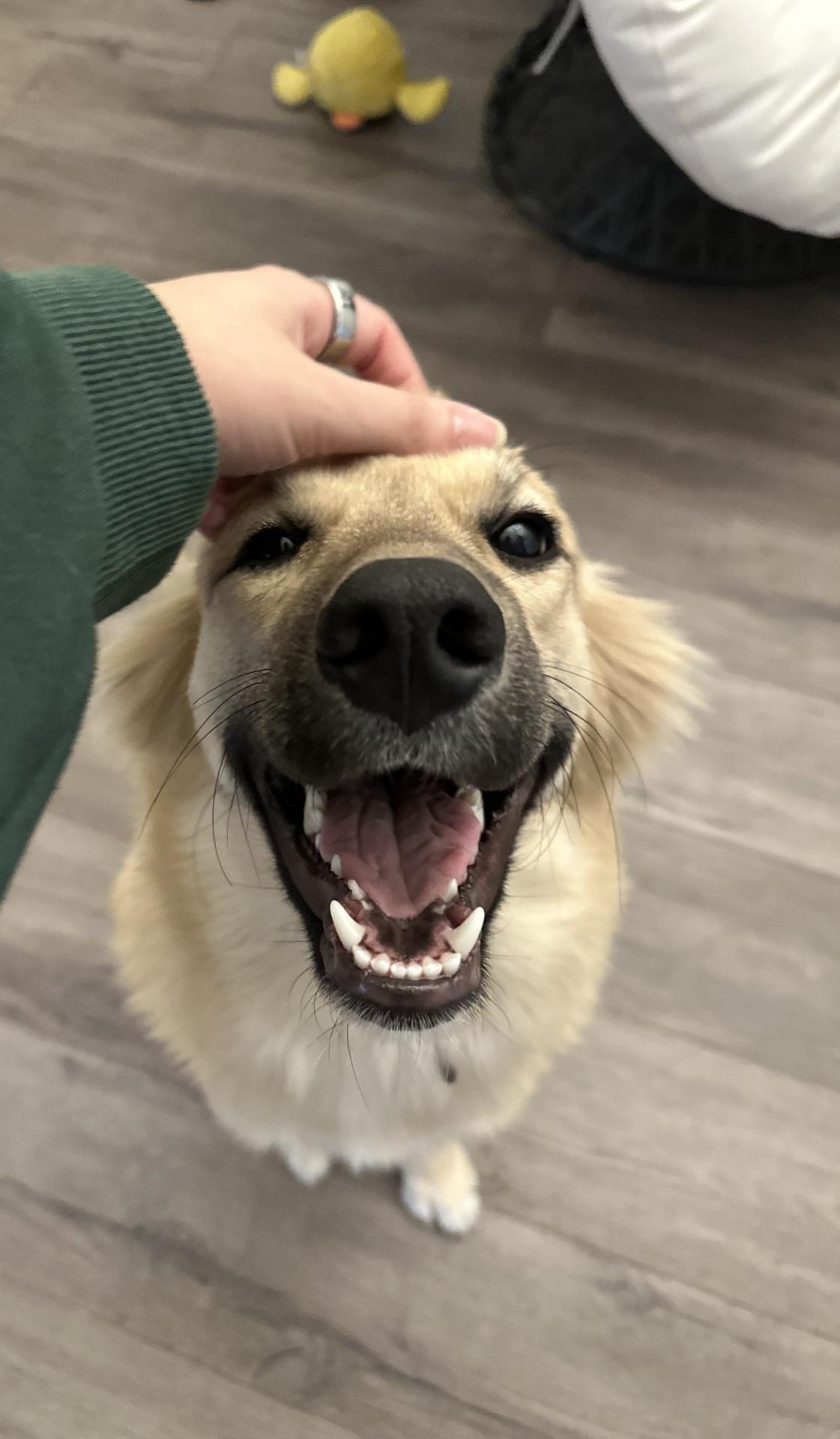 Olive, adoptable, Adult Female Golden Retriever & Great Pyrenees.