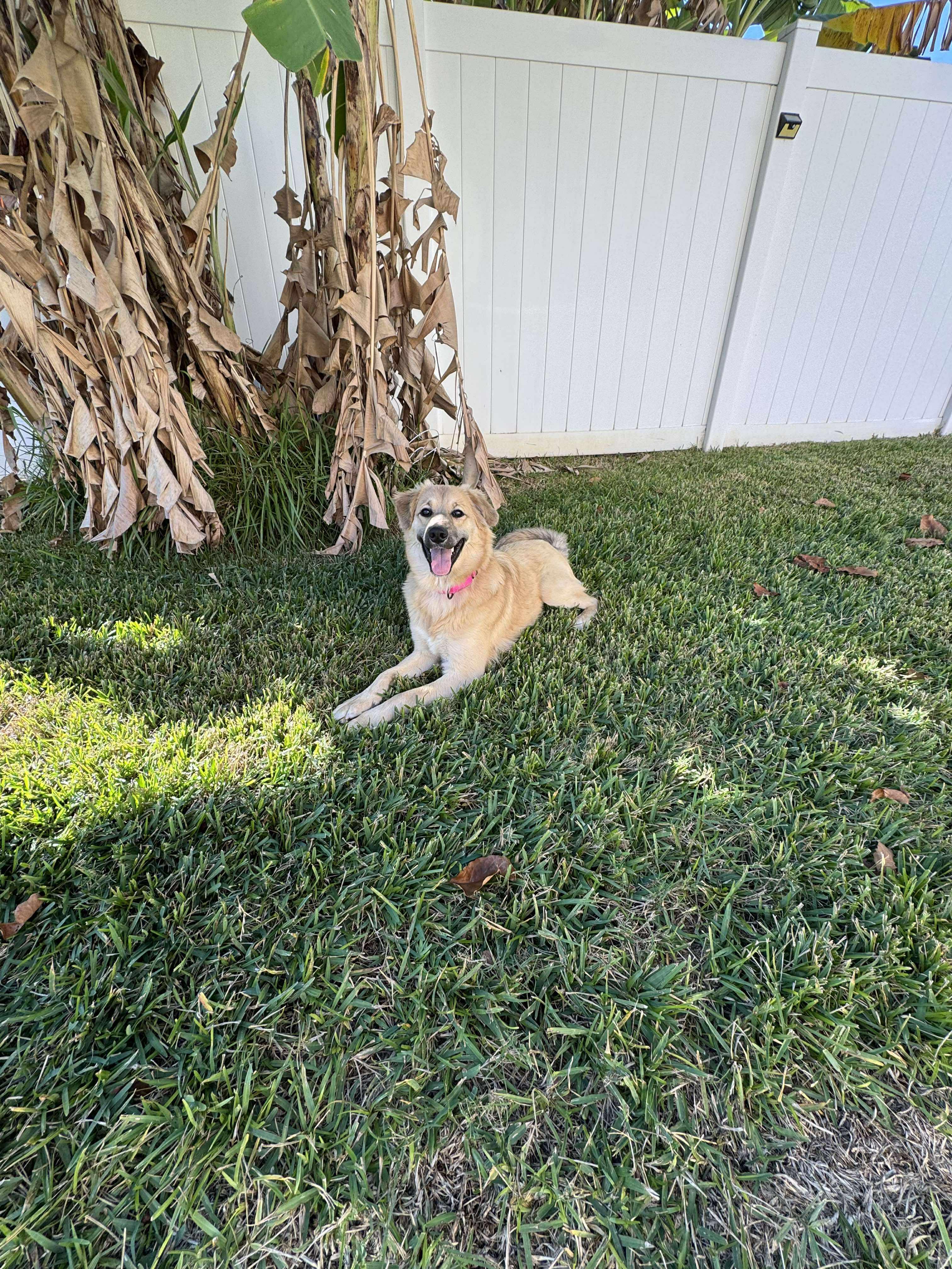 Olive, an adoptable mixed breed in Orlando, FL image 5/6