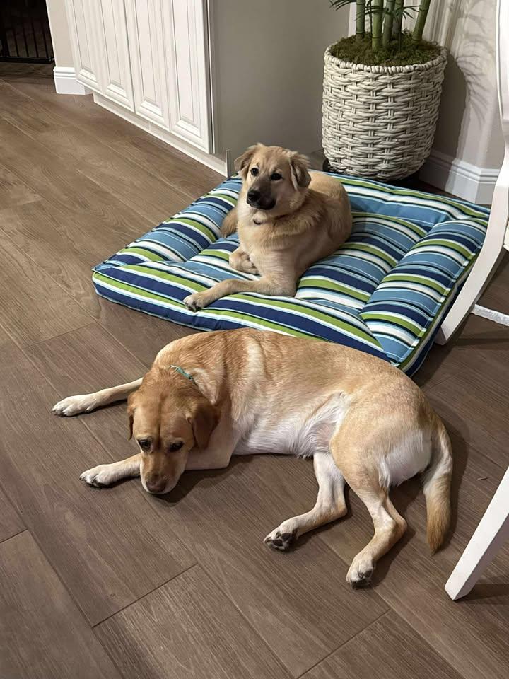 Olive, an adopted mixed breed in Orlando, FL image 5/6