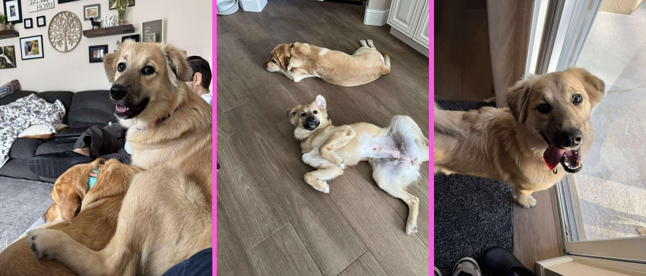 Olive, an adoptable mixed breed in Orlando, FL image 3/6