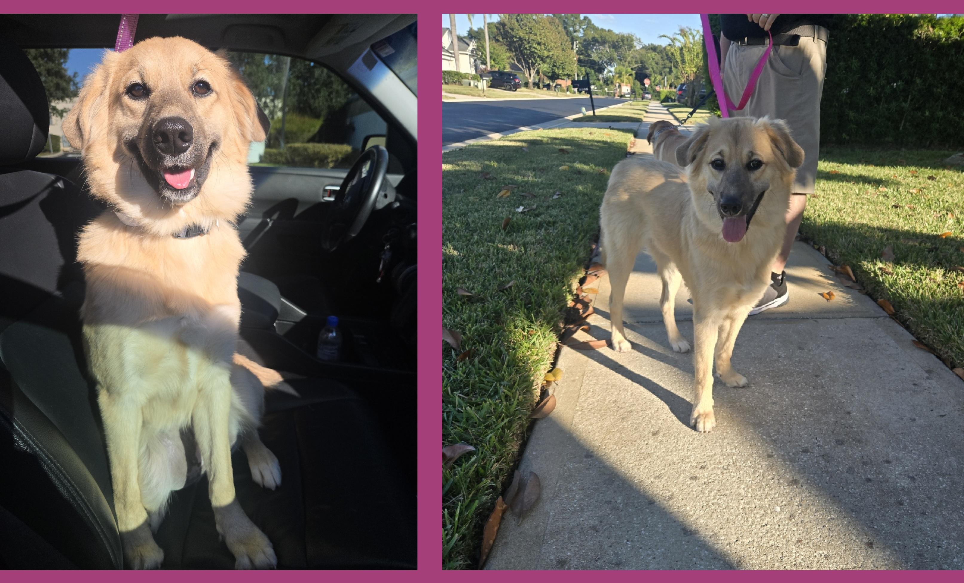 Olive, an adoptable mixed breed in Orlando, FL image 2/6