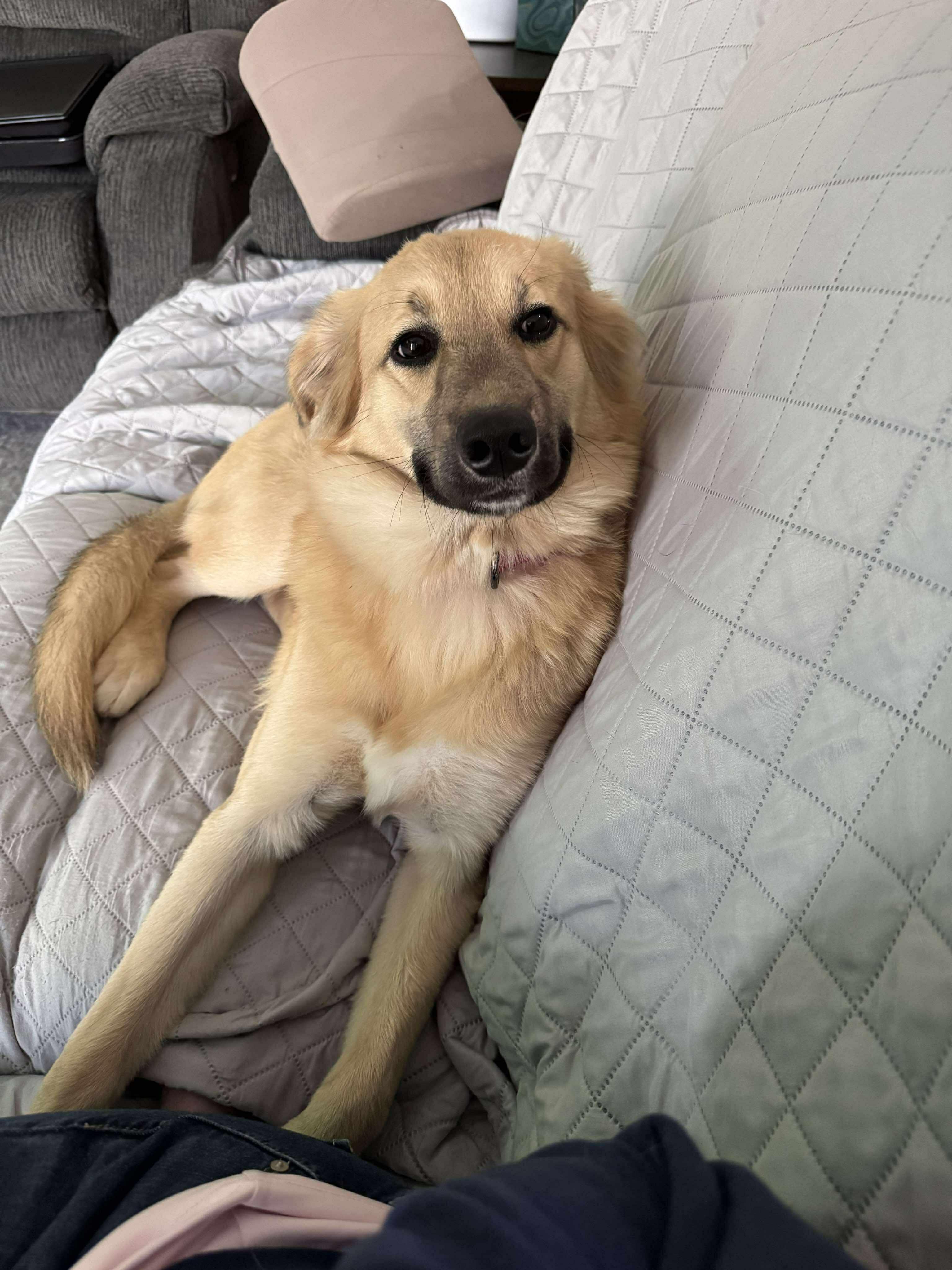 Olive, an adoptable mixed breed in Orlando, FL image 4/6