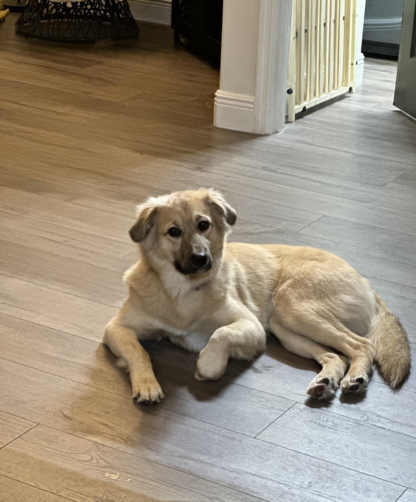 Olive, an adopted mixed breed in Orlando, FL image 2/6