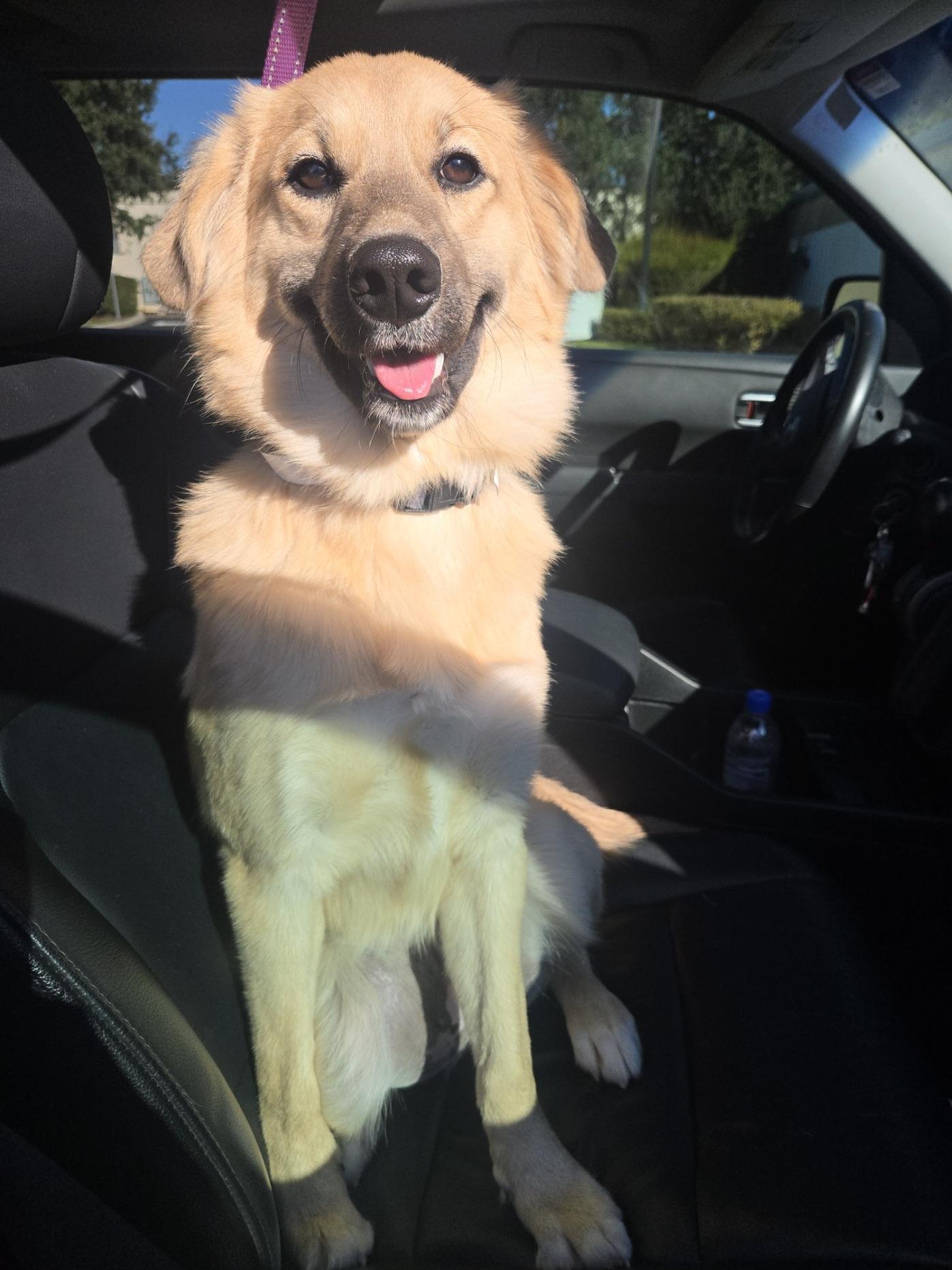 Olive, an adopted mixed breed in Orlando, FL image 1/6