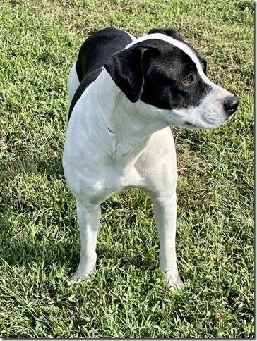 Misty 4 years old and 40lbs Sweet and Gentle