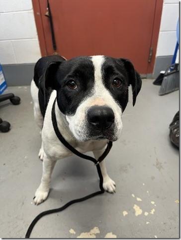 Misty 4 years old and 40lbs Sweet and Gentle