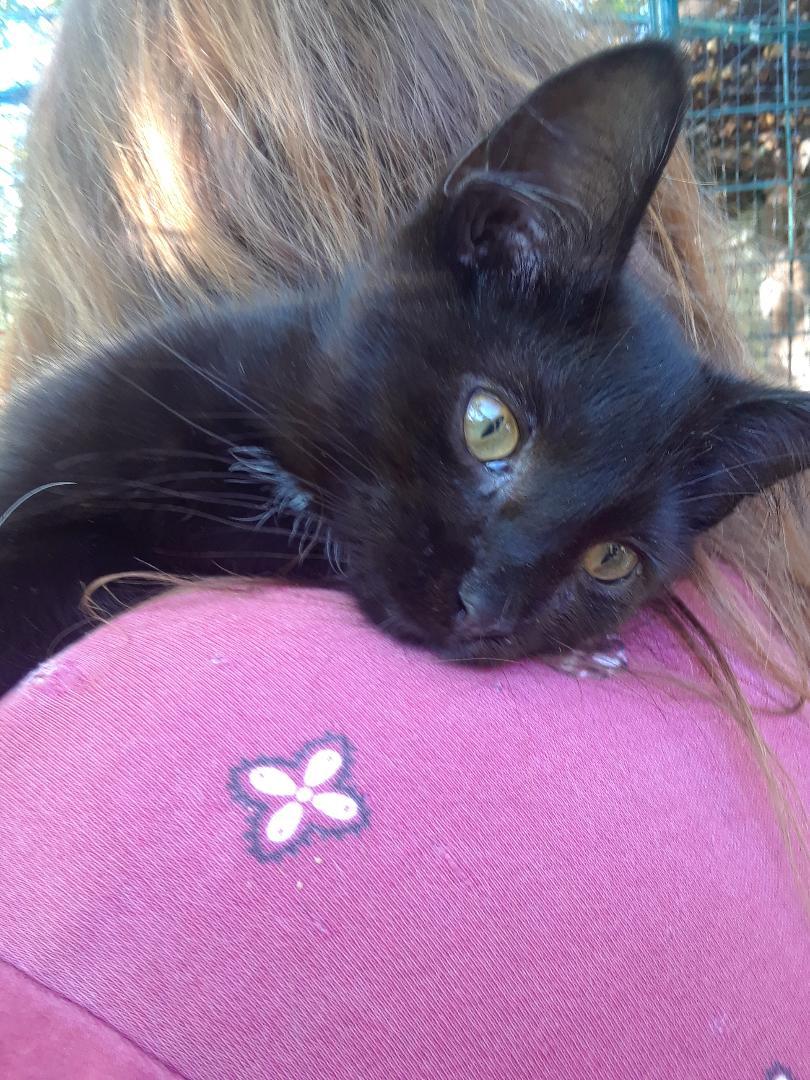 Frankenstein, an adopted Domestic Medium Hair in Millerton, PA image 2/6