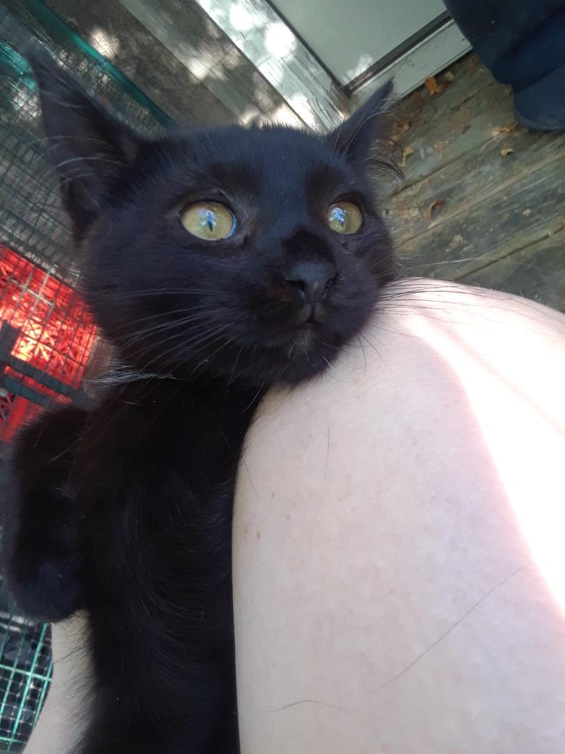 Frankenstein, an adopted Domestic Medium Hair in Millerton, PA image 3/6