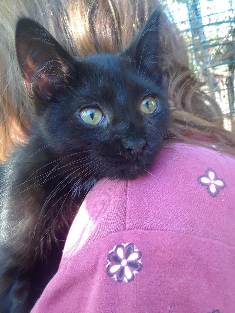 Frankenstein, an adopted Domestic Medium Hair in Millerton, PA image 4/6