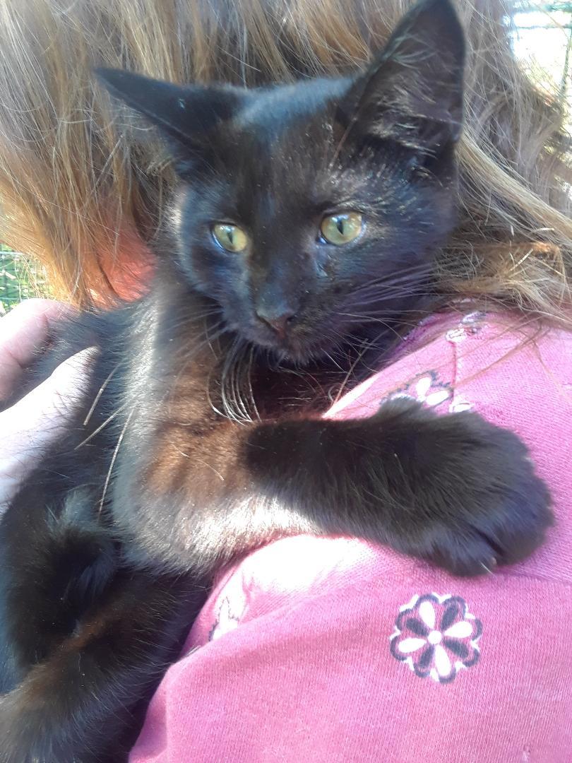 Frankenstein, an adopted Domestic Medium Hair in Millerton, PA image 5/6