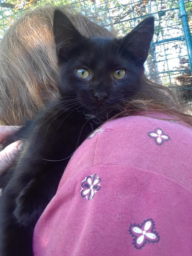 Frankenstein, an adopted Domestic Medium Hair in Millerton, PA image 6/6