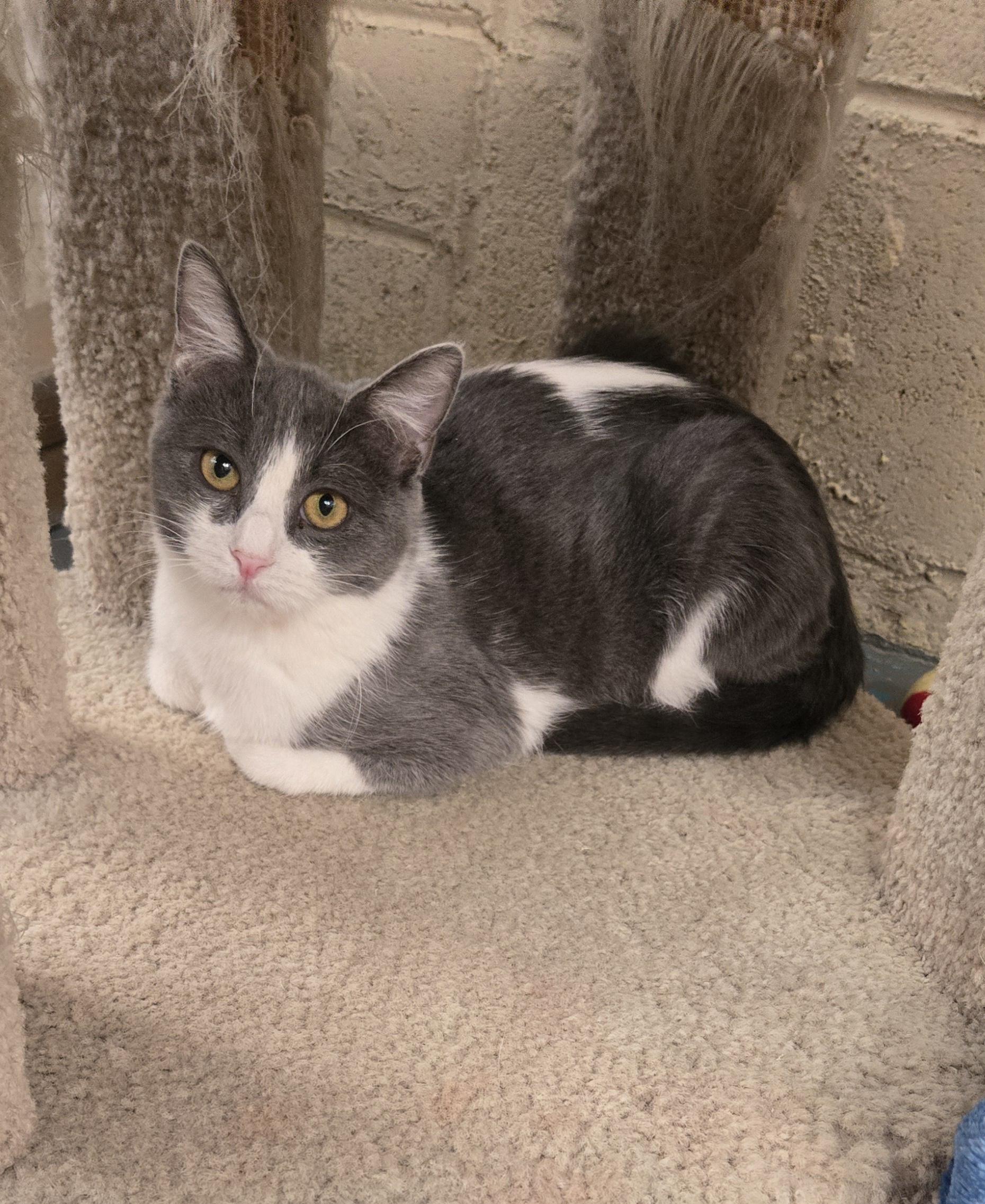 Enlarge Penny, a ADOPTABLE Domestic Short Hair in Nogales, AZ image 1/3