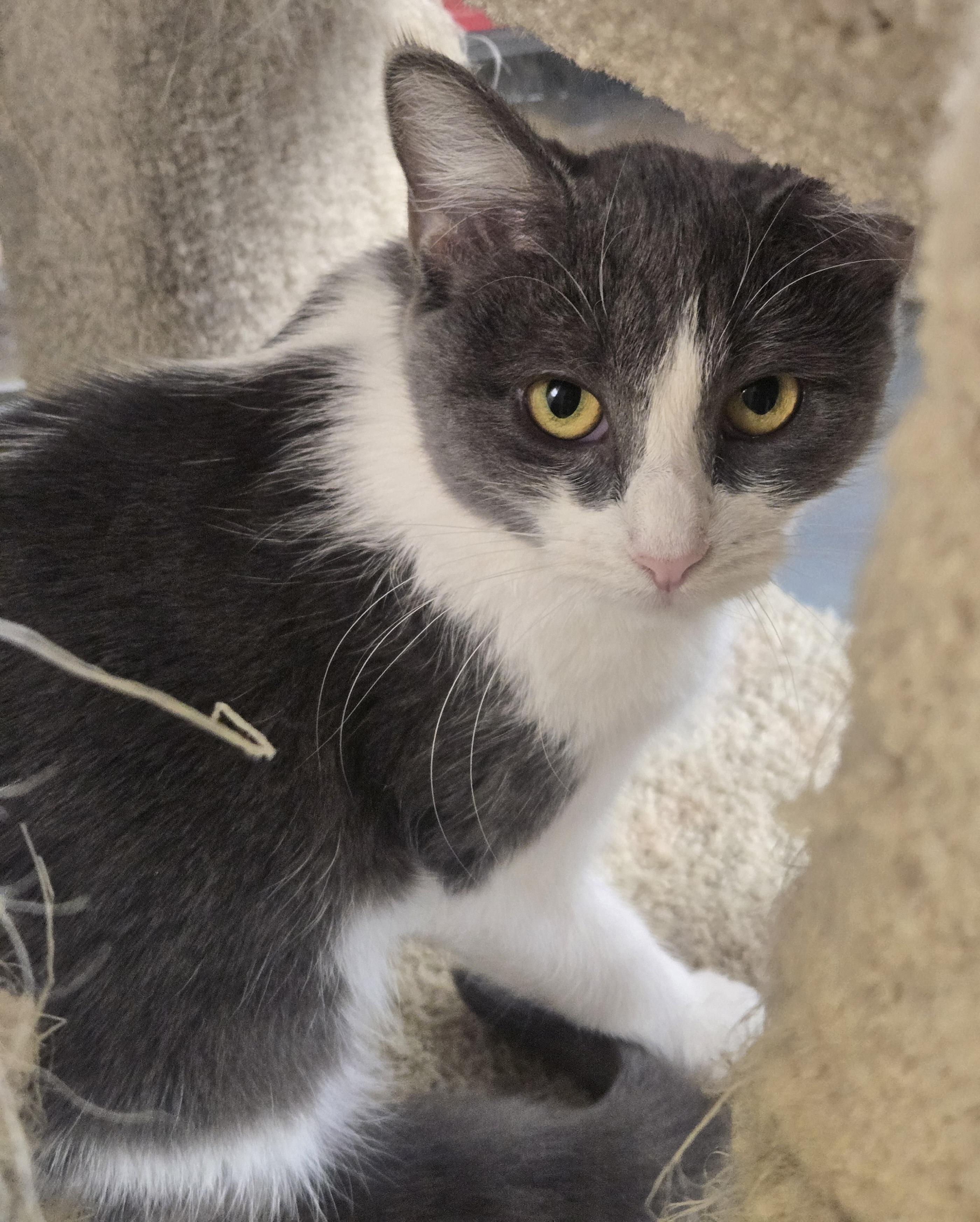 Enlarge Penny, a ADOPTABLE Domestic Short Hair in Nogales, AZ image 3/3