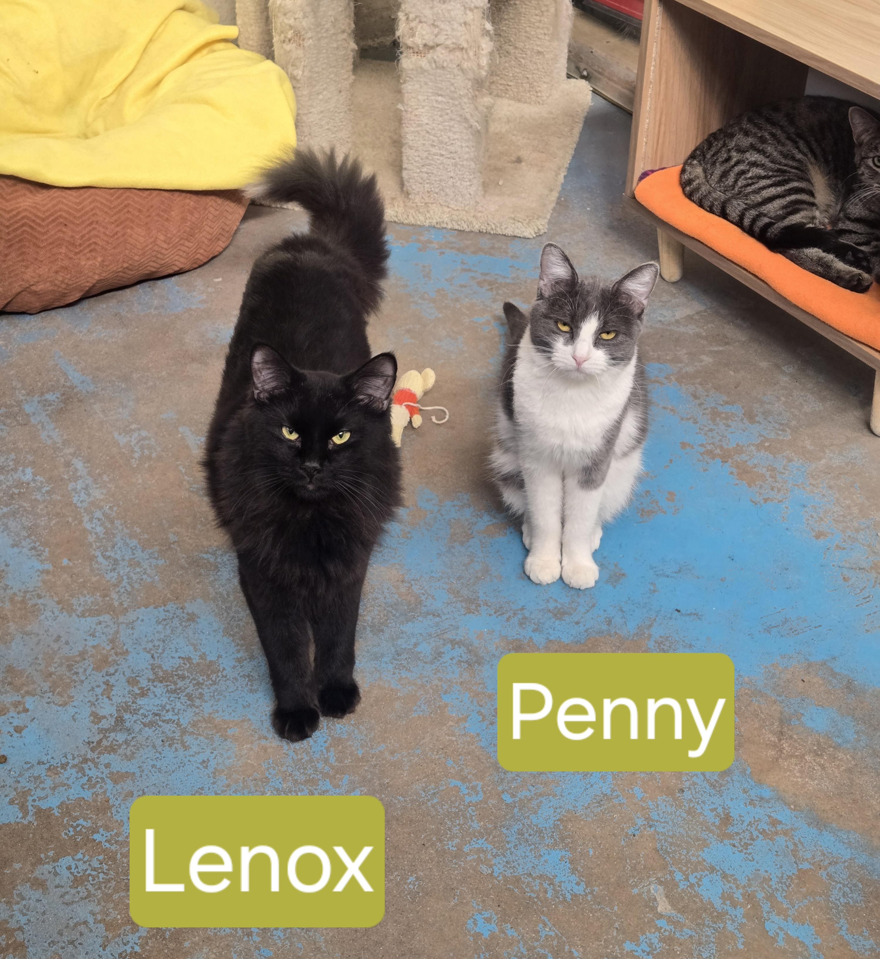Enlarge Penny, a ADOPTABLE Domestic Short Hair in Nogales, AZ image 2/3