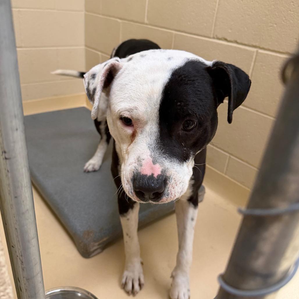 Dodge, Adoptable, Adult Male Mixed Breed.