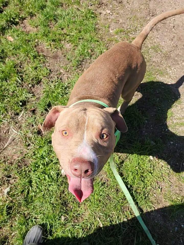 Enlarge MR. HOLLYWOOD, a ADOPTABLE American Staffordshire Terrier in Reed City, MI image 2/3