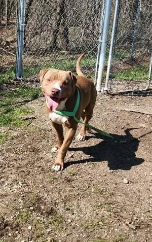 Enlarge MR. HOLLYWOOD, a ADOPTABLE American Staffordshire Terrier in Reed City, MI image 3/3