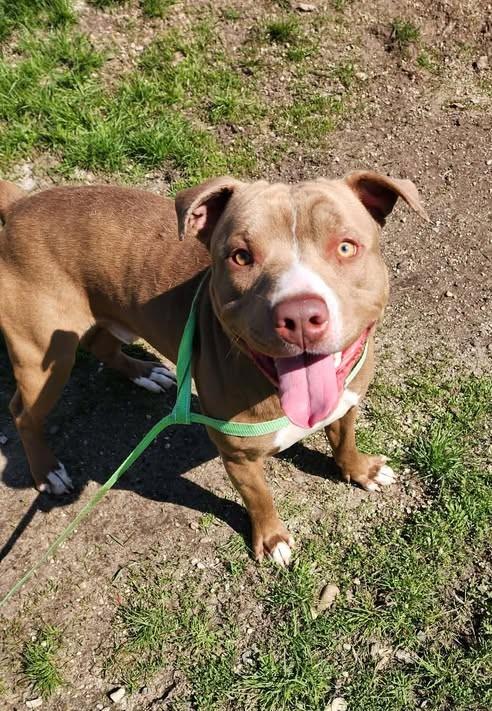 MR. HOLLYWOOD, ADOPTABLE, Adult Male American Staffordshire Terrier.