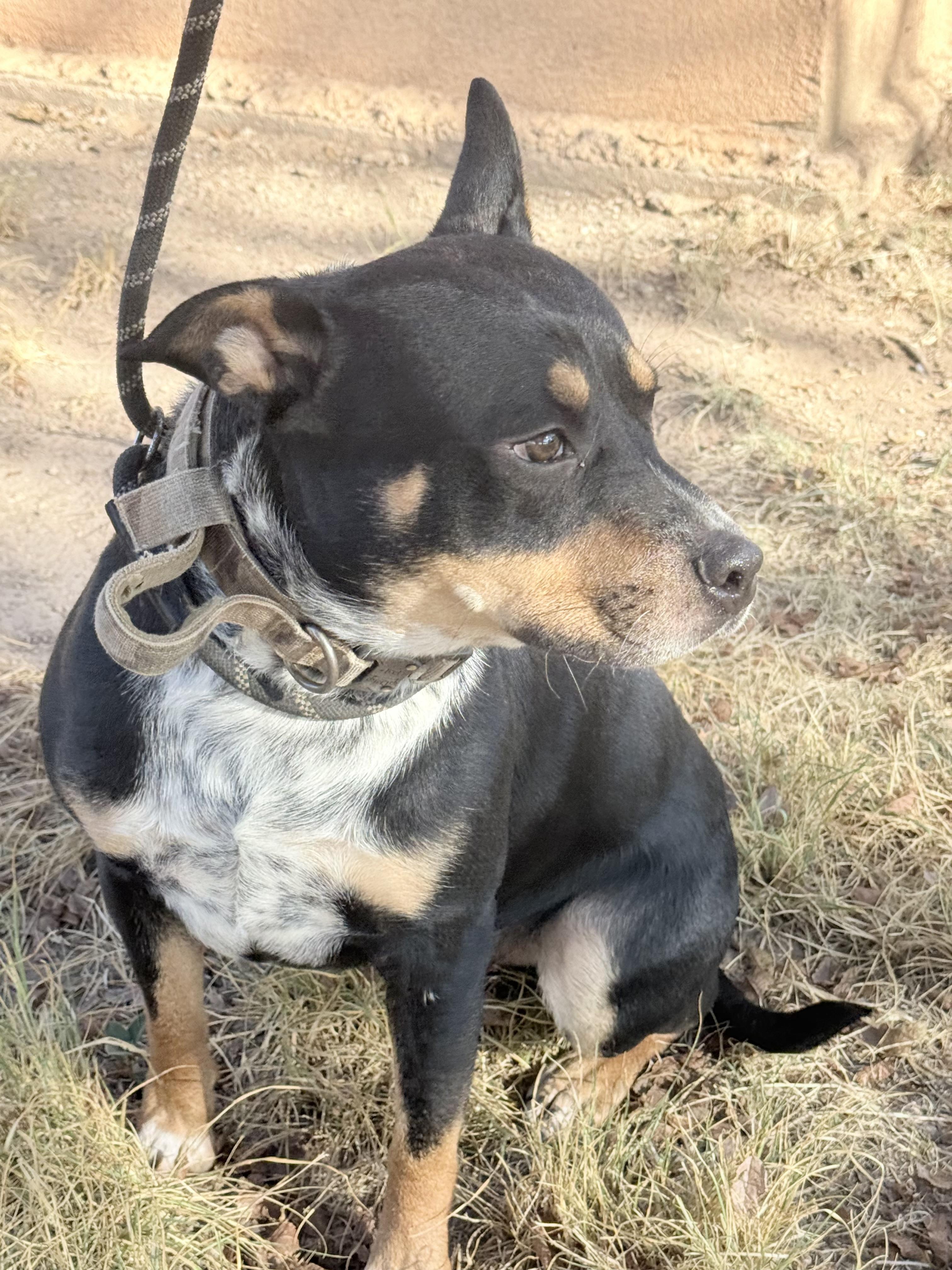 Enlarge Hero, a Adoptable mixed breed in Georgetown, TX image 4/6