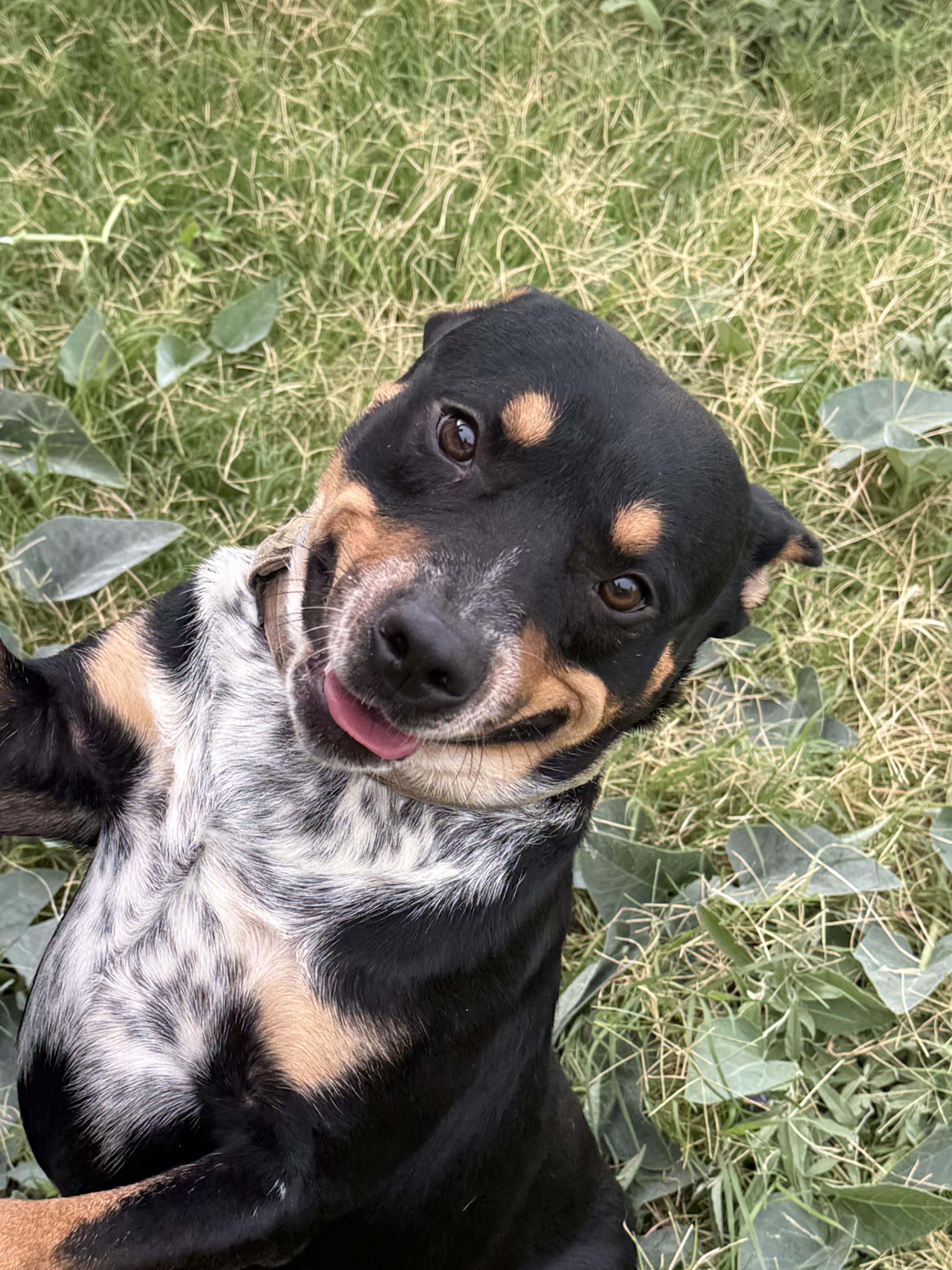 Enlarge Hero, a Adoptable mixed breed in Georgetown, TX image 6/6