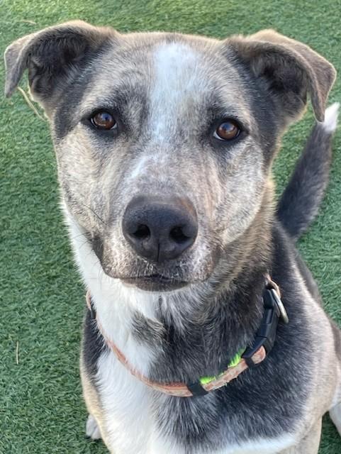 Bells, a Adoptable mixed breed in Littleton, CO image 5/6