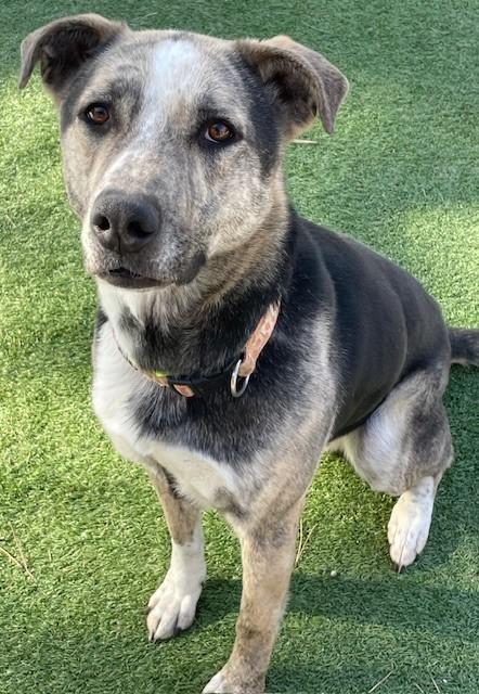 Bells, a Adoptable mixed breed in Littleton, CO image 6/6