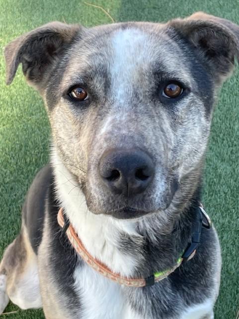 Bells, a Adoptable mixed breed in Littleton, CO image 2/6