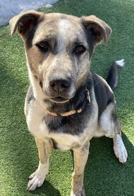 Bells, a Adoptable mixed breed in Littleton, CO image 1/6