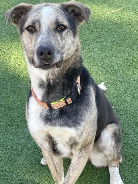 Bells, a Adoptable mixed breed in Littleton, CO image 4/6