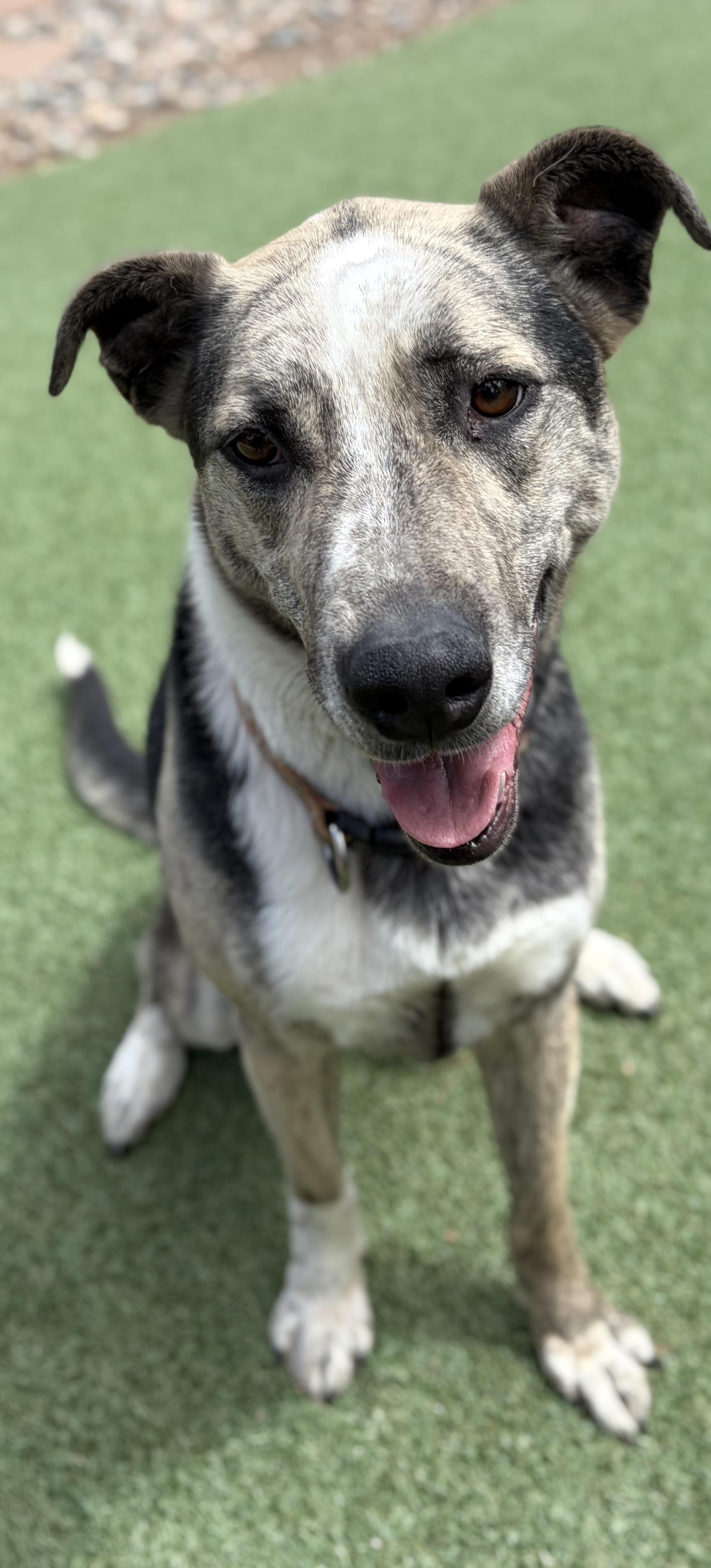 Bells, Adoptable, Adult Female German Shepherd Dog.