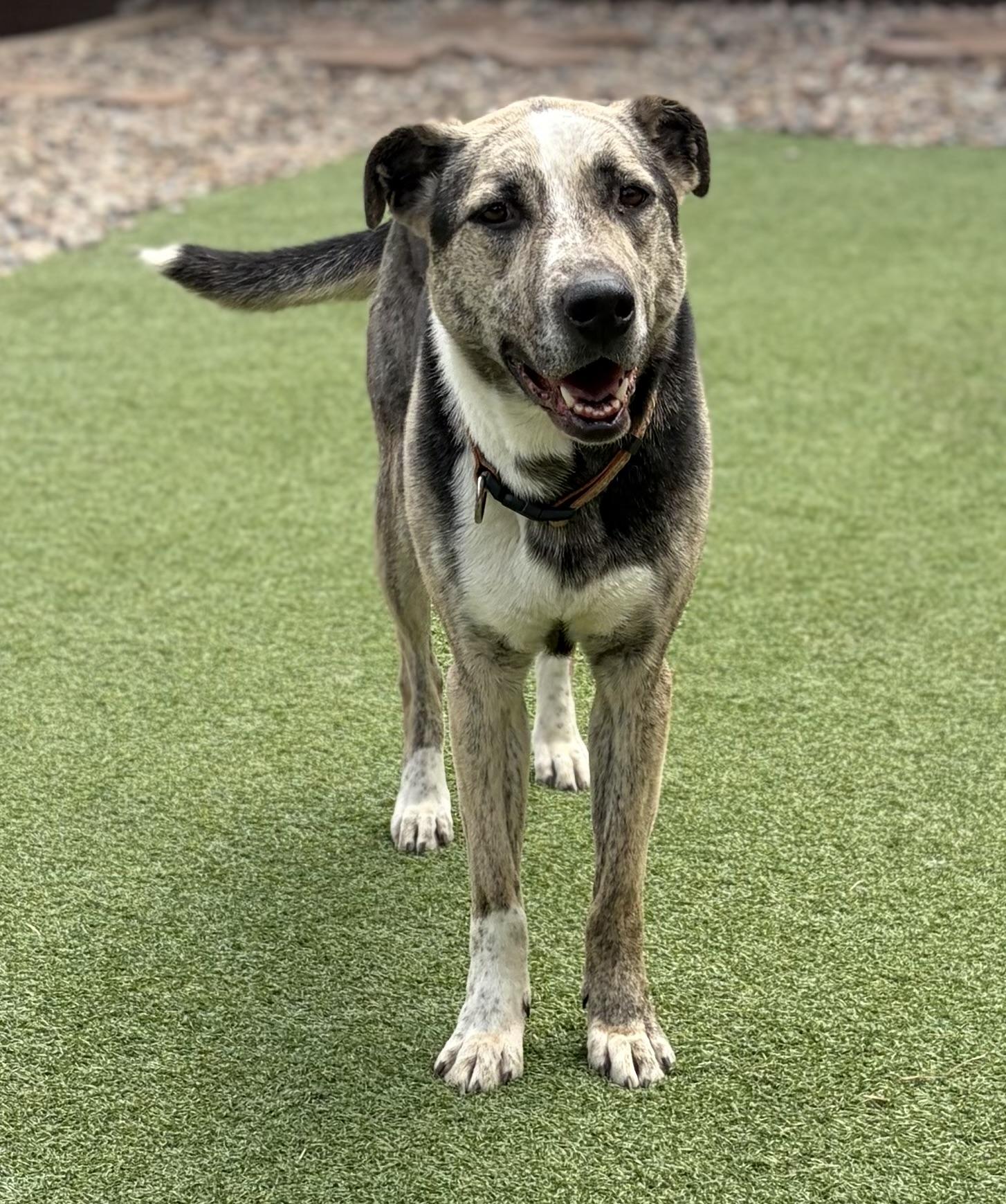 Bells, a Adoptable mixed breed in Littleton, CO image 2/5