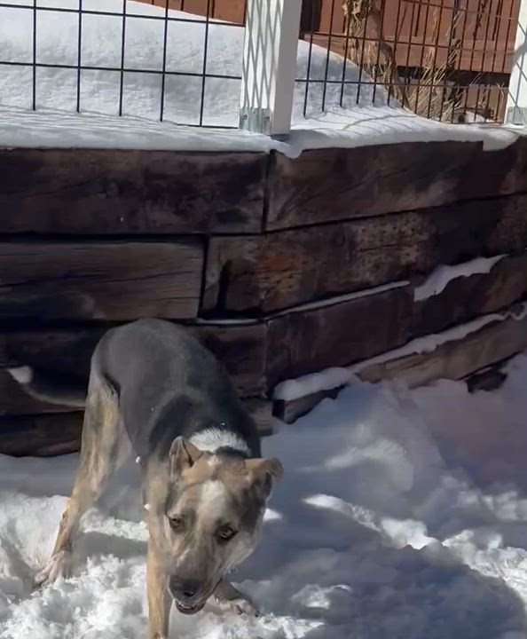 Enlarge Bells, a Adoptable mixed breed in Littleton, CO video 3/6