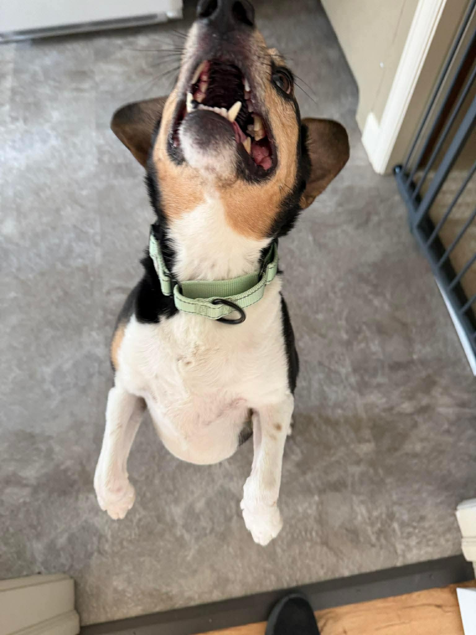 Enlarge Rizzo, an adopted mixed breed in Bettendorf, IA image 4/6