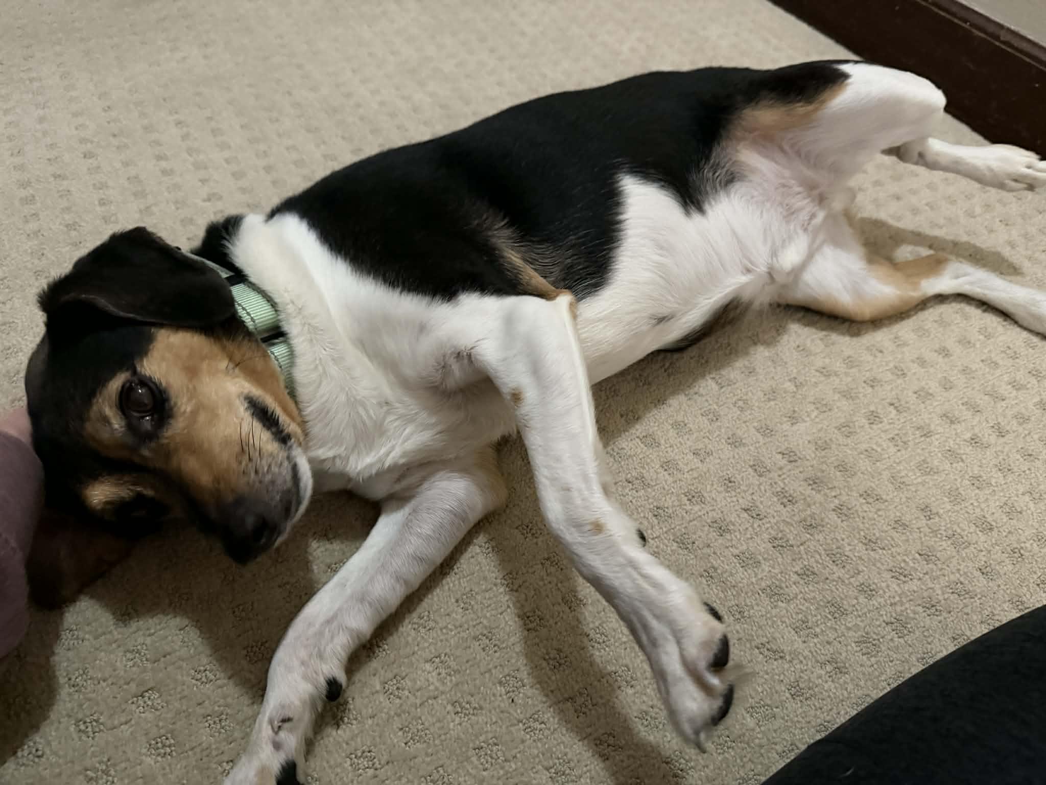 Enlarge Rizzo, an adopted mixed breed in Bettendorf, IA image 6/6