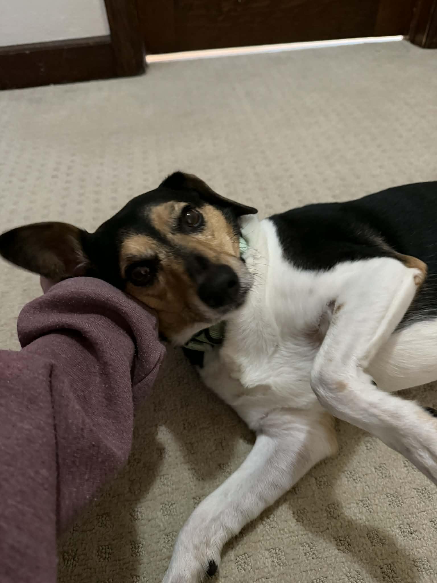 Enlarge Rizzo, an adopted mixed breed in Bettendorf, IA image 2/6