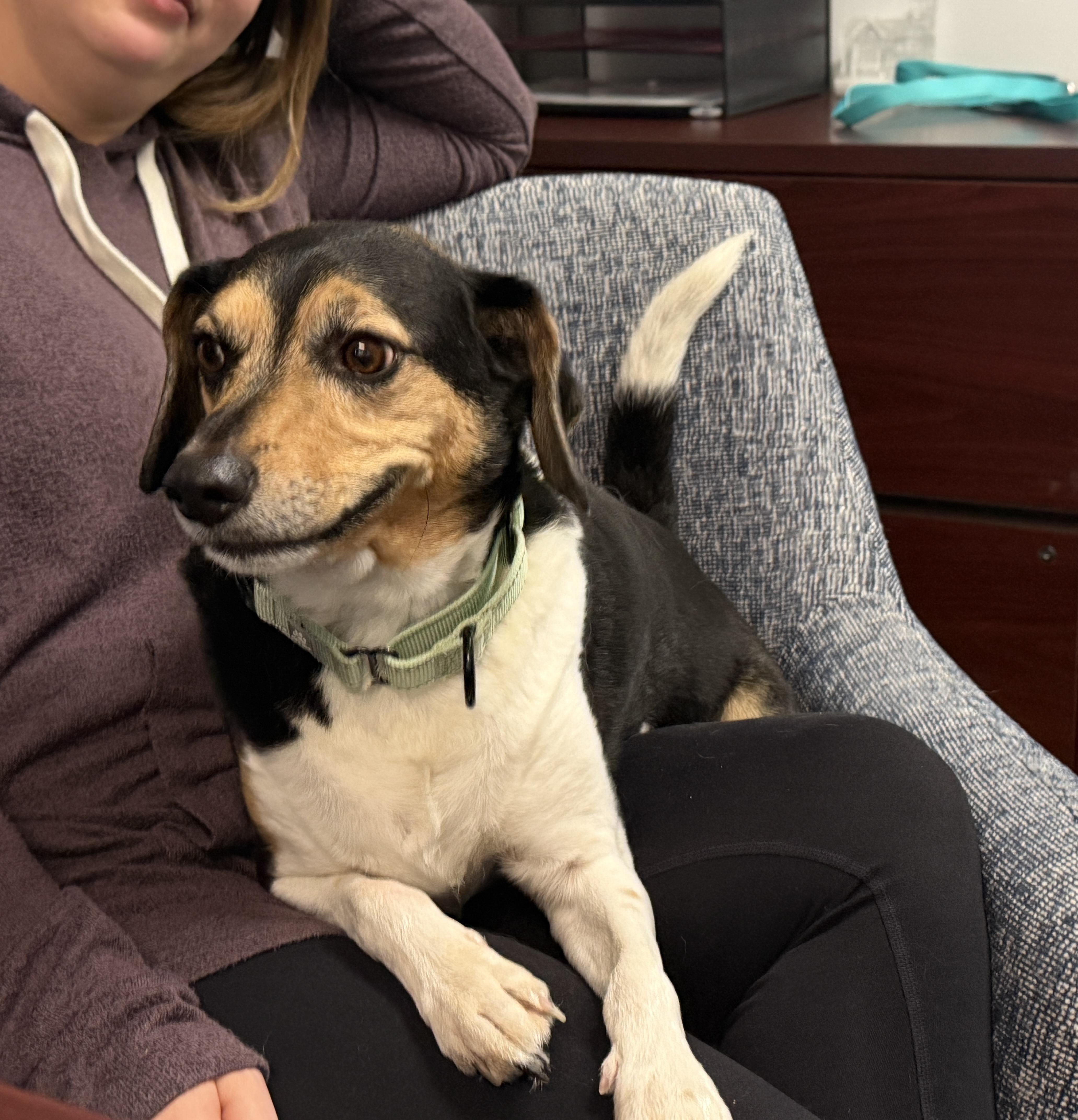 Enlarge Rizzo, an adopted mixed breed in Bettendorf, IA image 3/6