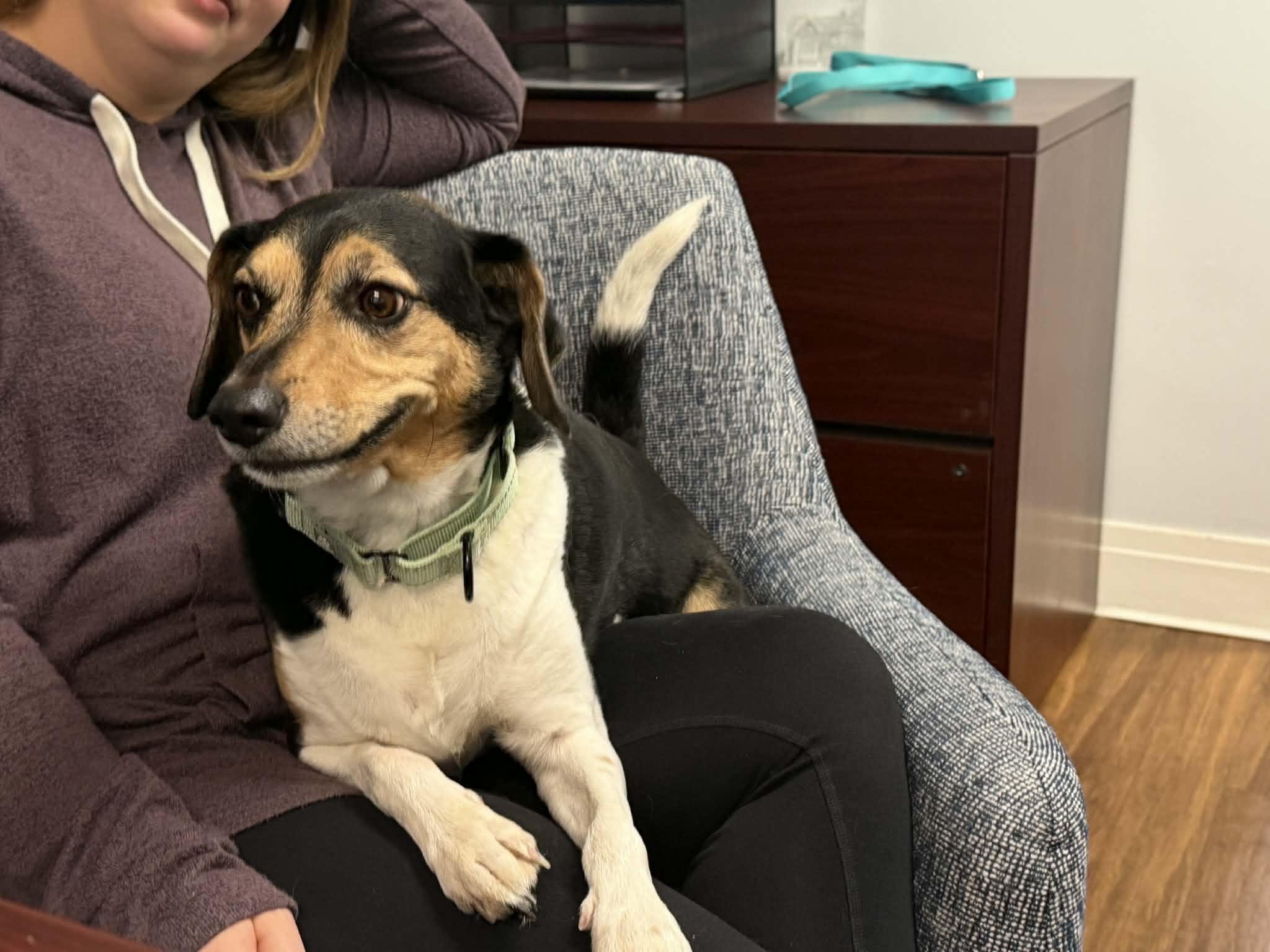 Enlarge Rizzo, an adopted mixed breed in Bettendorf, IA image 5/6