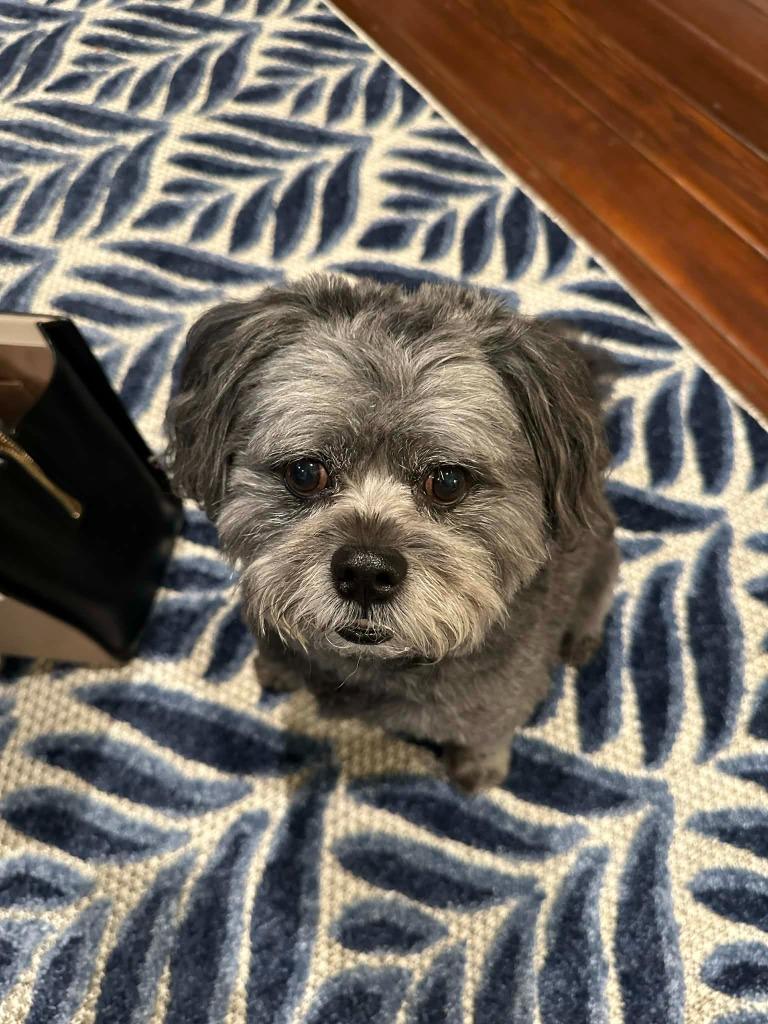 Jack, Adoptable, Senior Male Shih Tzu & Poodle.