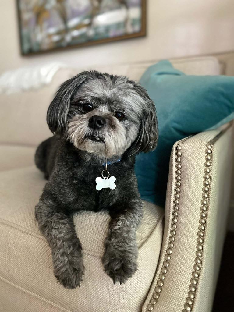 Jack, a Adoptable mixed breed in Waxhaw, NC image 2/6