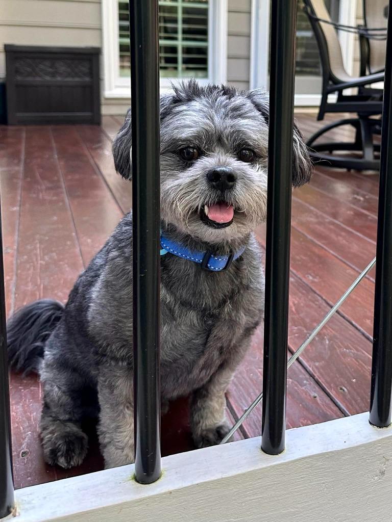 Jack, a Adoptable mixed breed in Waxhaw, NC image 3/6