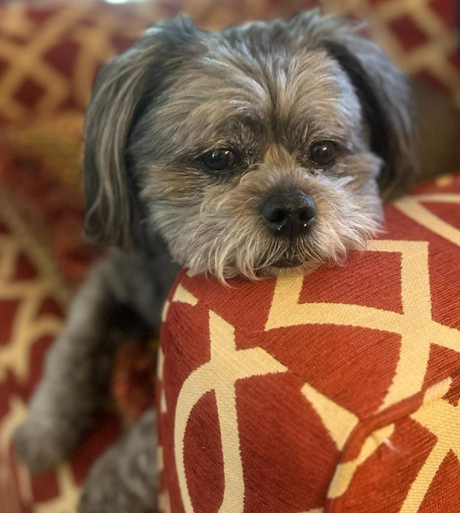 Jack, a Adoptable mixed breed in Waxhaw, NC image 4/6