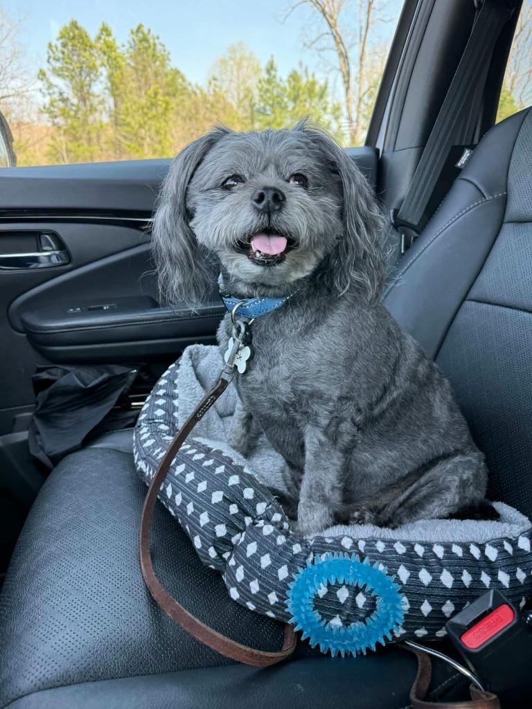 Jack, a Adoptable mixed breed in Waxhaw, NC image 5/6