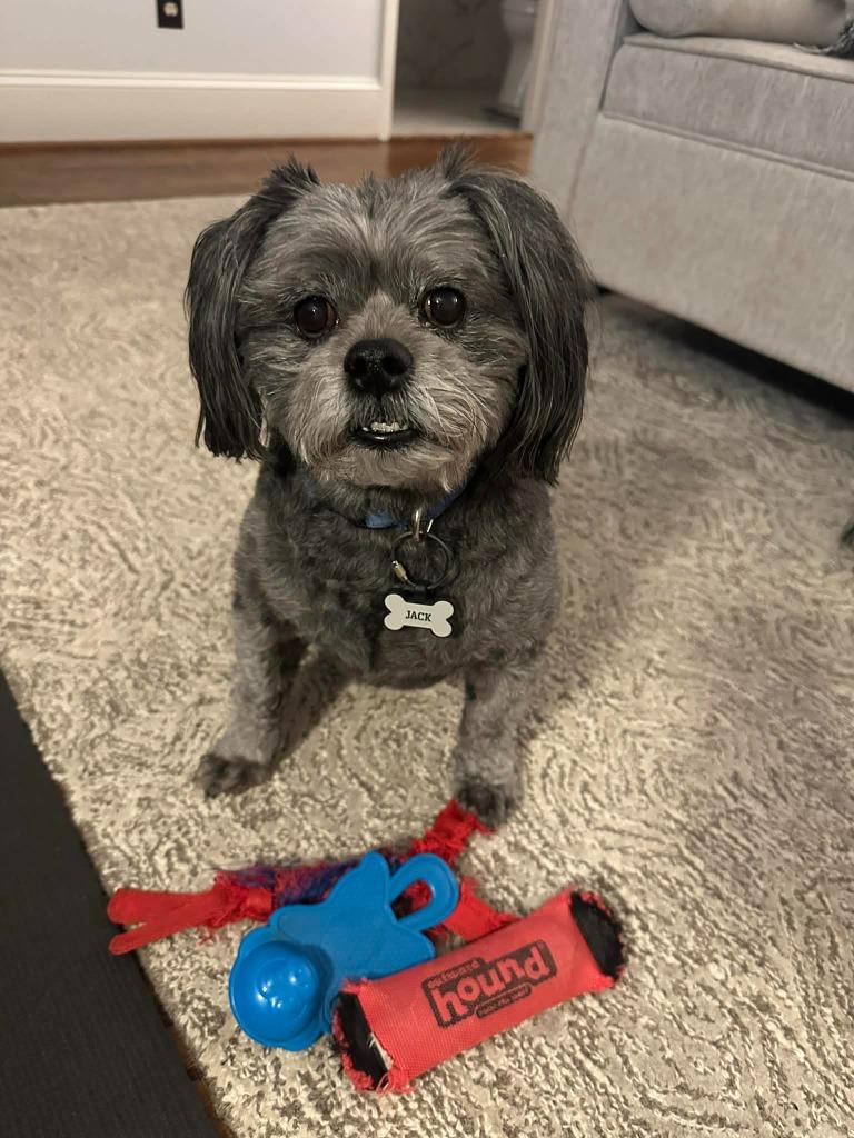 Jack, a Adoptable mixed breed in Waxhaw, NC image 6/6