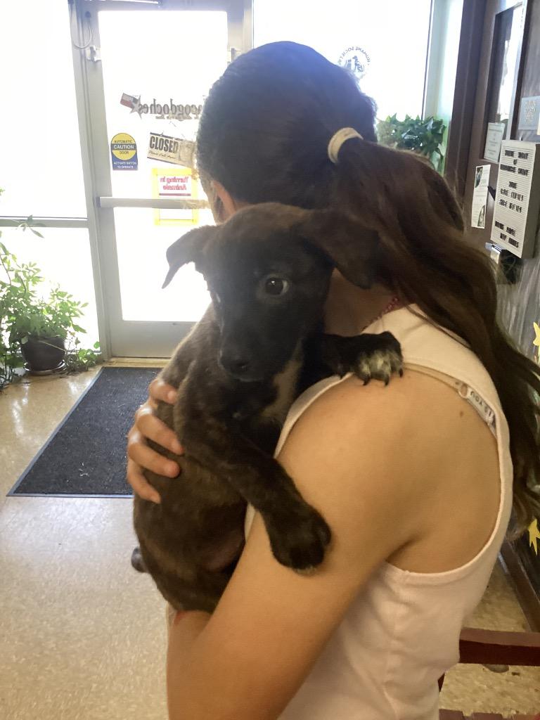 Becky, Adoptable, Puppy Female Terrier.